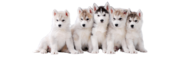 Huskies