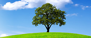 Image of a single tree on a short hill with puffy clouds above.